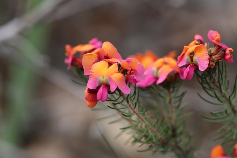 Jennata radiata