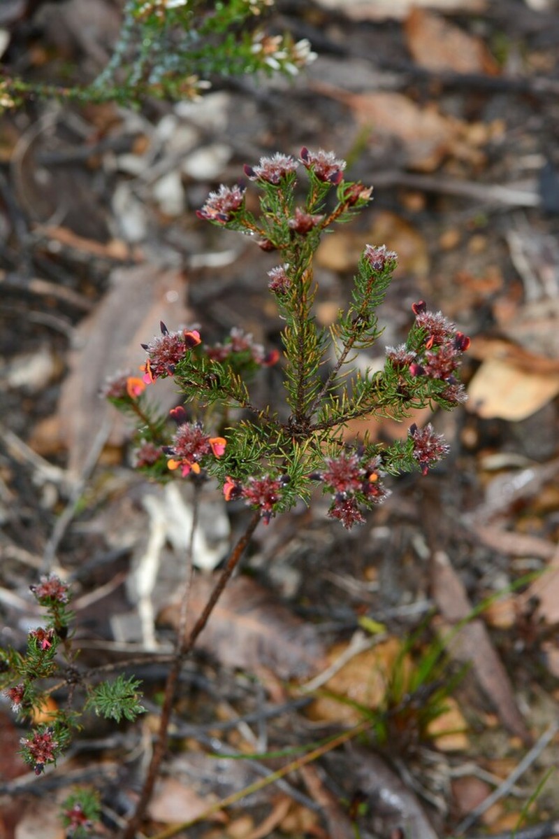 Jennata radiata photo 2