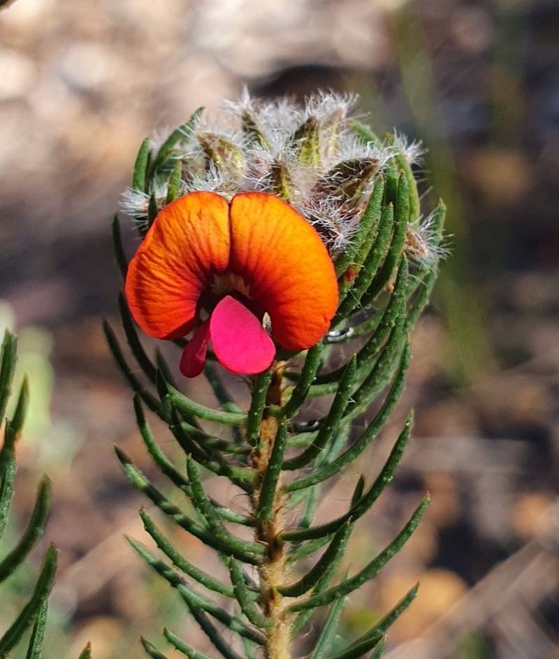 Jennata radiata photo 3