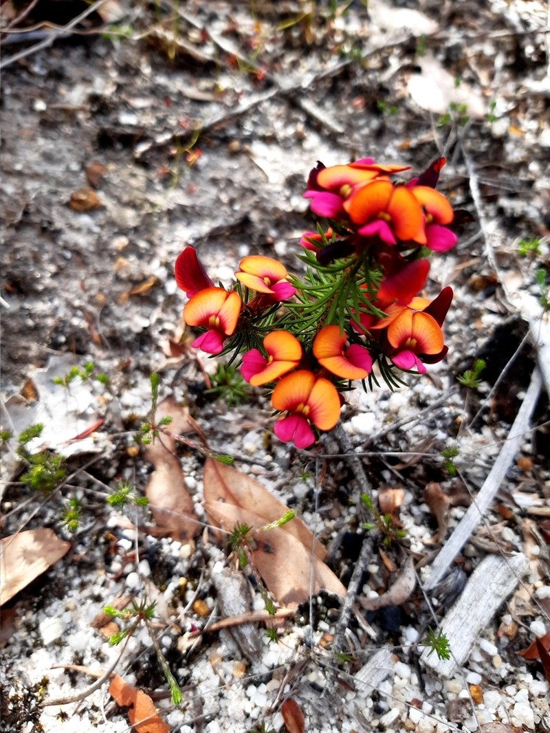 Jennata radiata photo 4