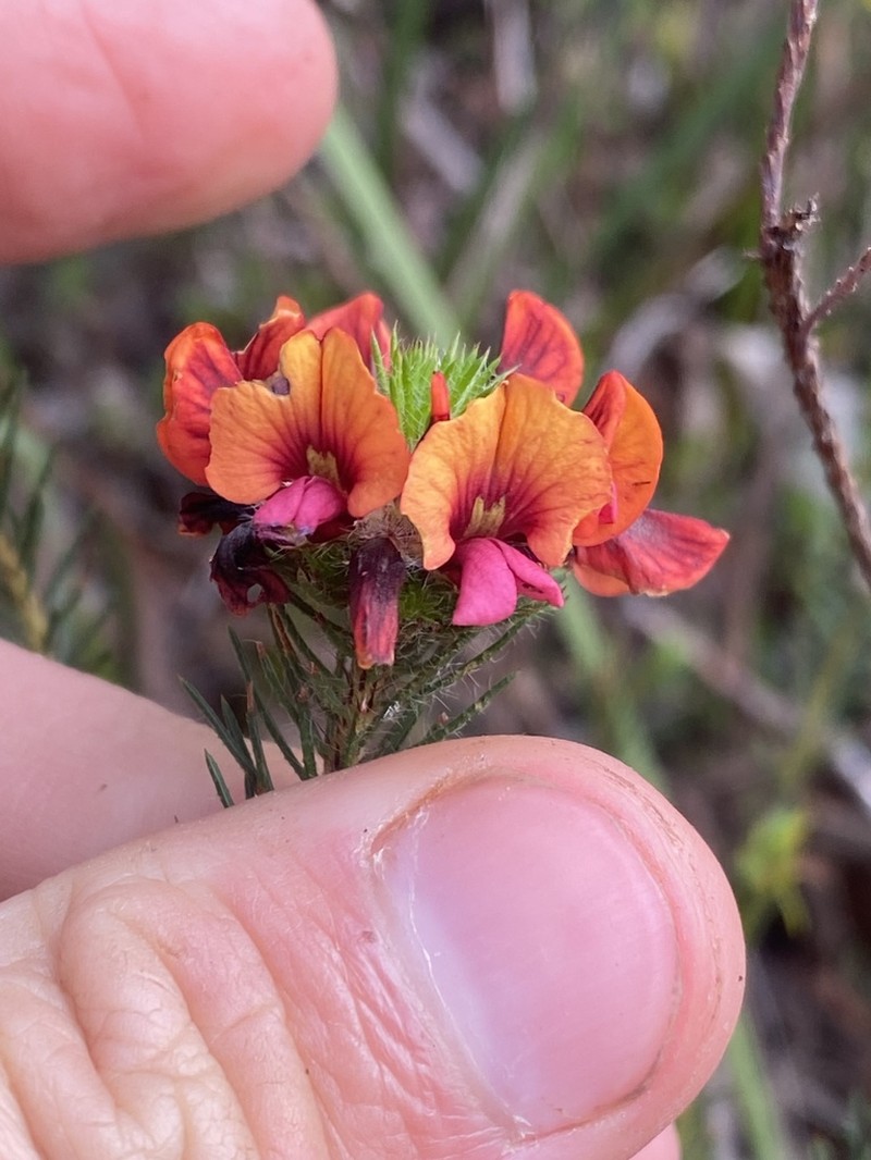 Jennata radiata photo 5