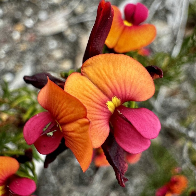 Jennata radiata photo 7