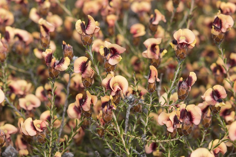 Jennata strobilifera