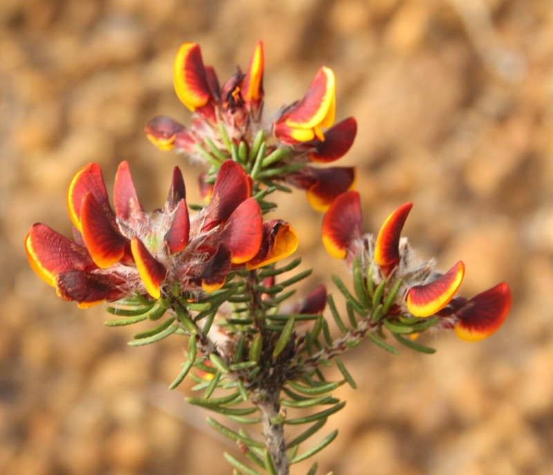 Jennata strobilifera photo 2