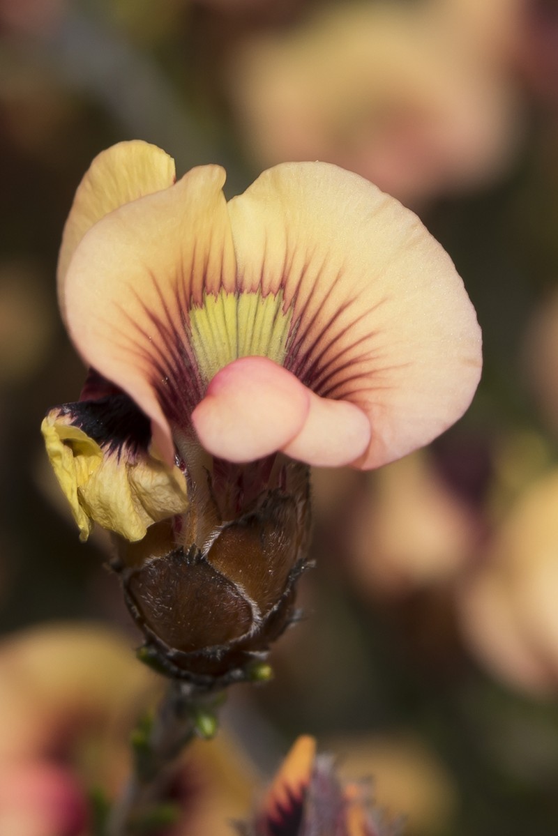 Jennata strobilifera photo 3