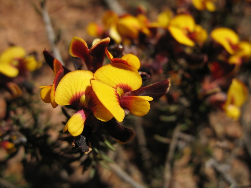 Jennata verruculosa photo 2
