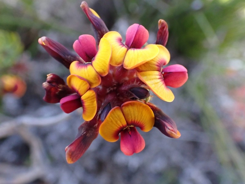 Jennata verruculosa photo 3