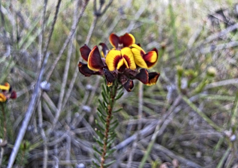 Jennata verruculosa photo 4
