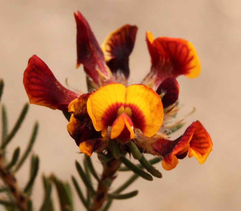 Jennata verruculosa photo 5