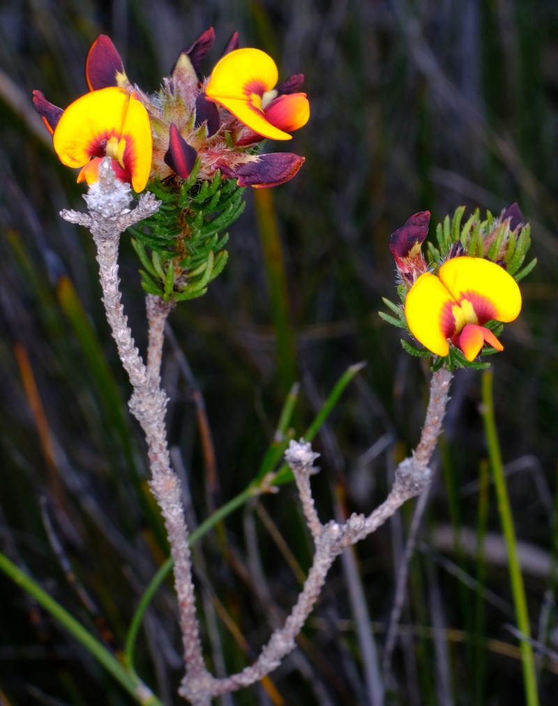 Jennata verruculosa photo 6