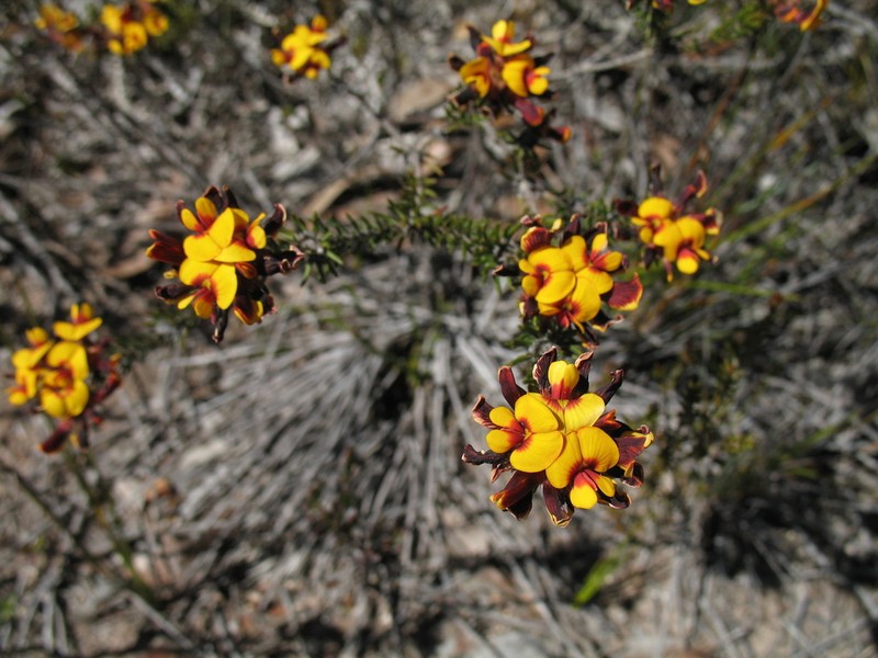 Jennata verruculosa photo 7