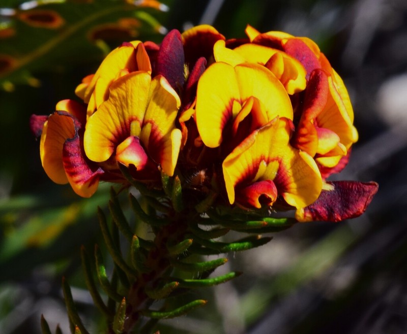 Jennata verruculosa photo 8