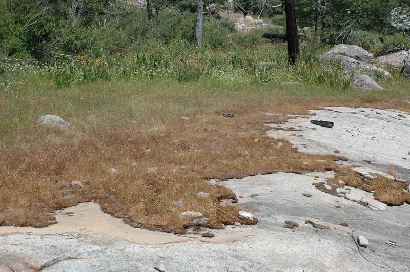 Yosemite Tarweed photo 3