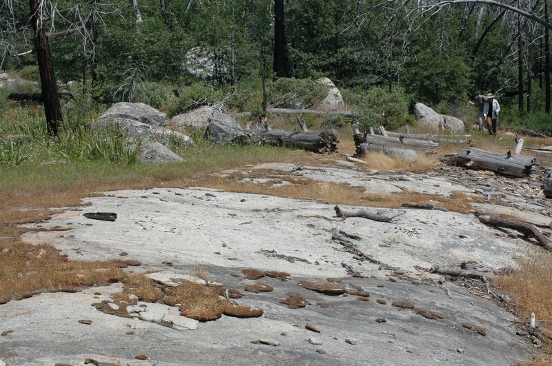 Yosemite Tarweed photo 4