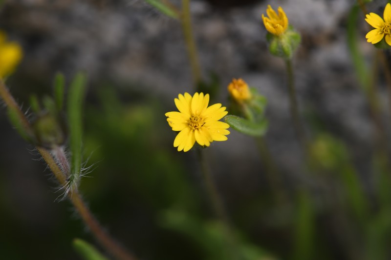 Yosemite Tarweed