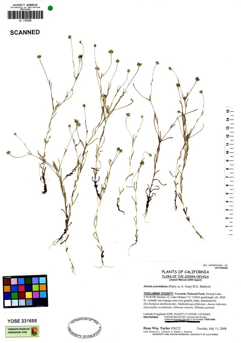 Yosemite Tarweed photo 2
