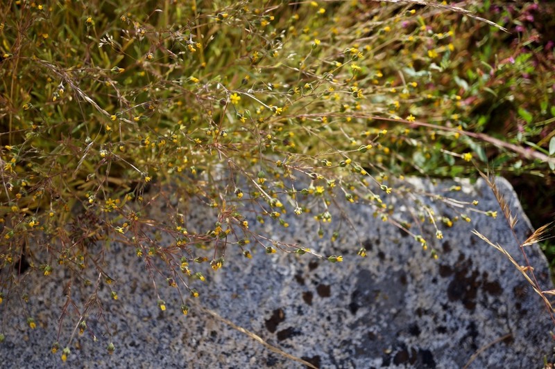 Yosemite Tarweed