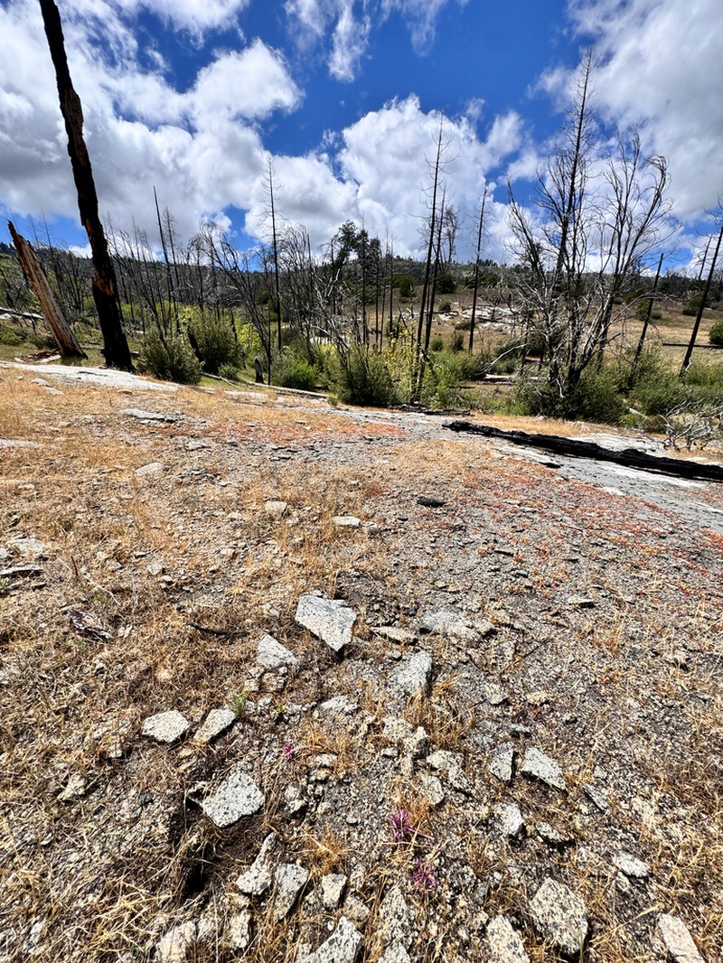 Yosemite Tarweed photo 2