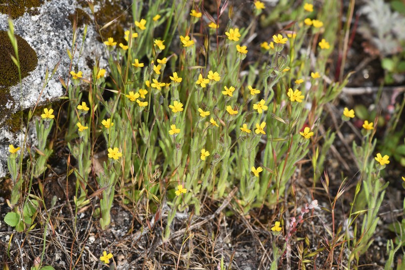 Yosemite Tarweed photo 3