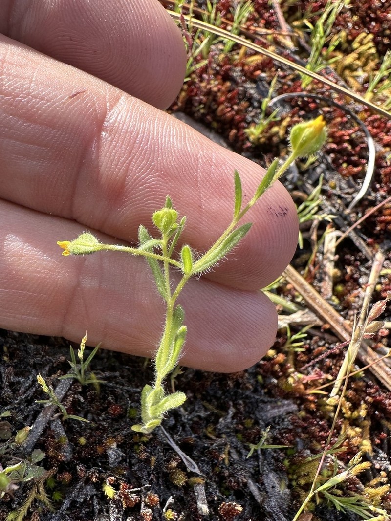 Yosemite Tarweed photo 4