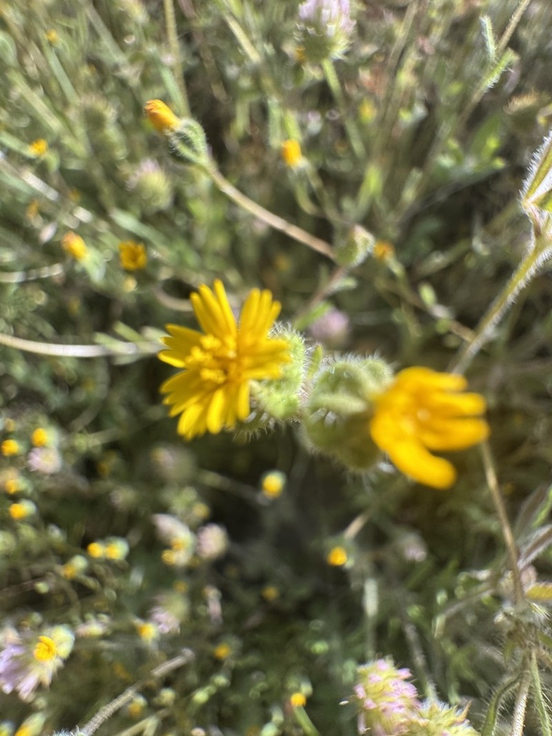 Yosemite Tarweed photo 5