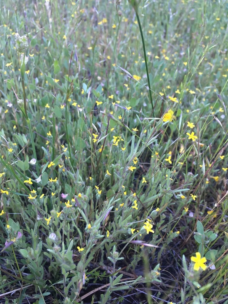 Yosemite Tarweed photo 6