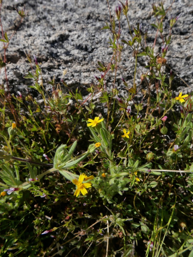 Yosemite Tarweed photo 7
