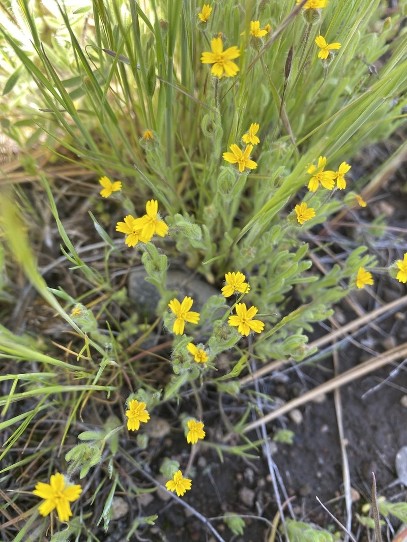 Yosemite Tarweed photo 8