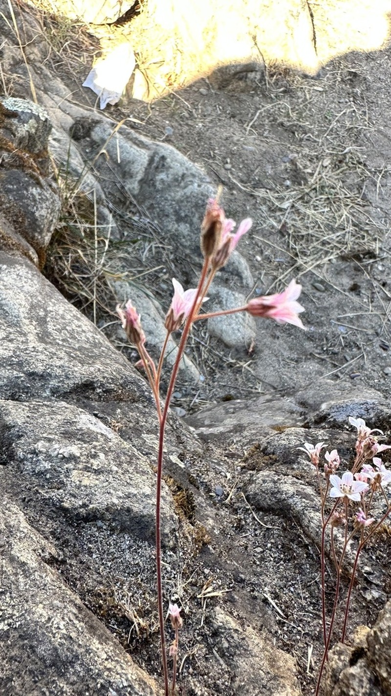 Foothill Jepsonia