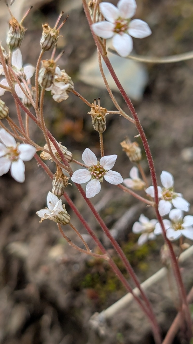 Foothill Jepsonia photo 2
