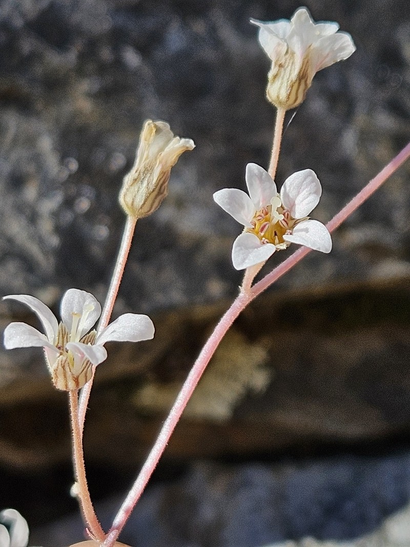 Foothill Jepsonia photo 3