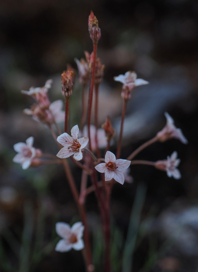 Foothill Jepsonia photo 4