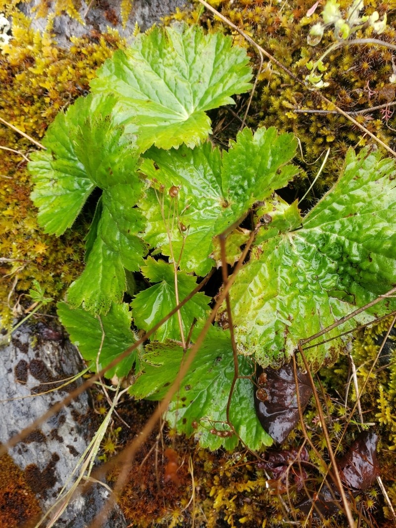 Foothill Jepsonia photo 6