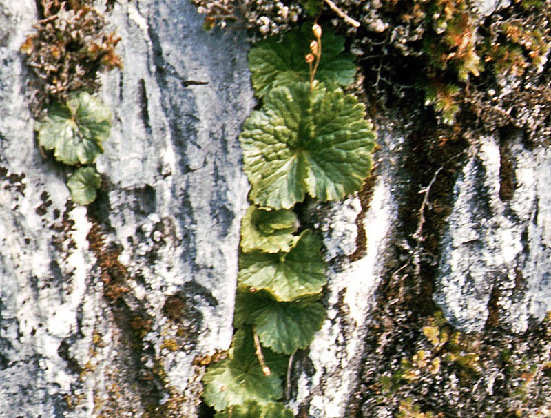 Foothill Jepsonia photo 7