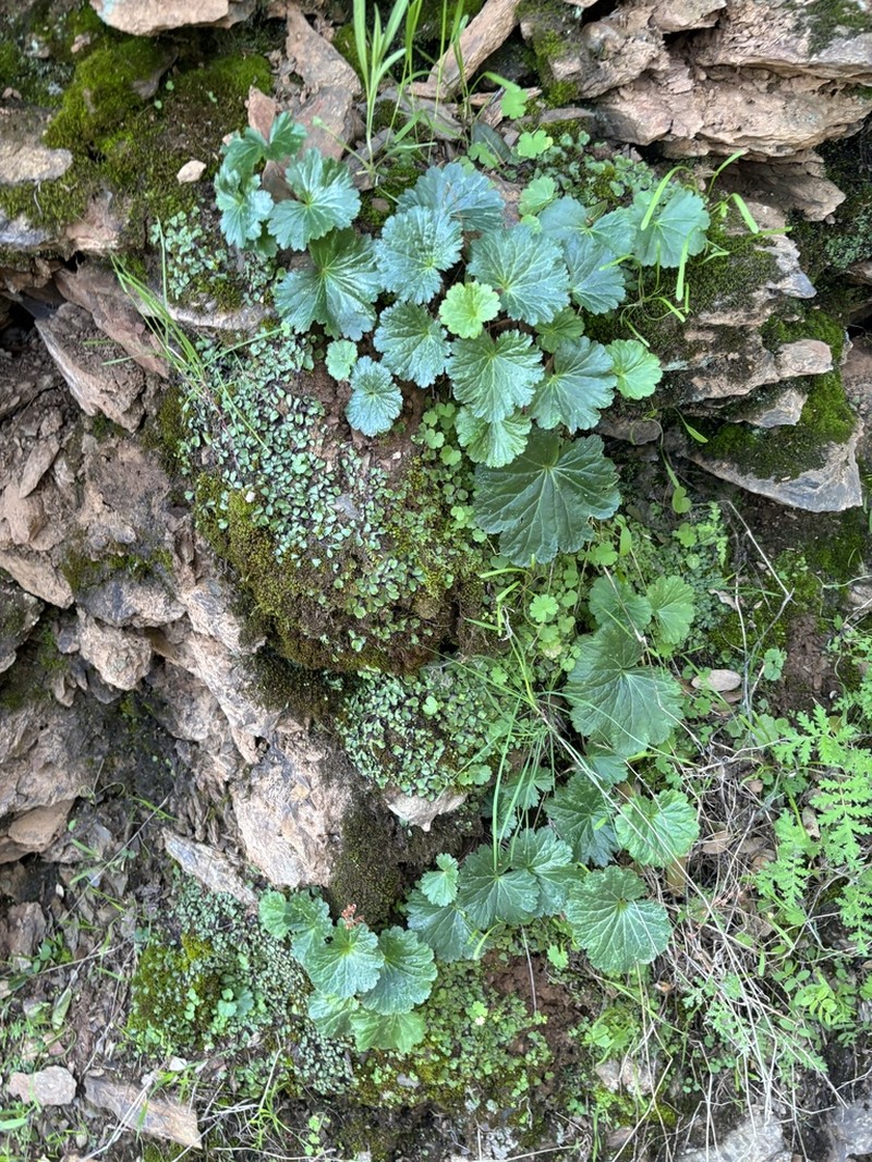 Foothill Jepsonia photo 8