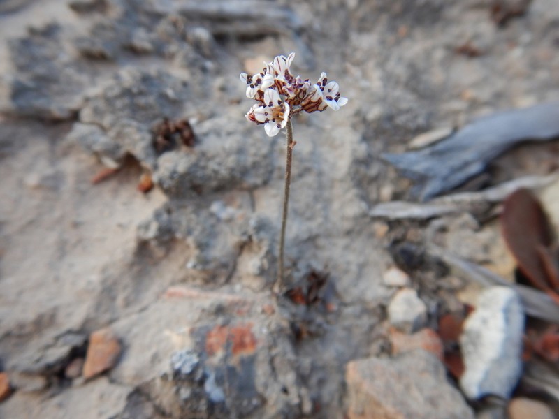 Island Jepsonia