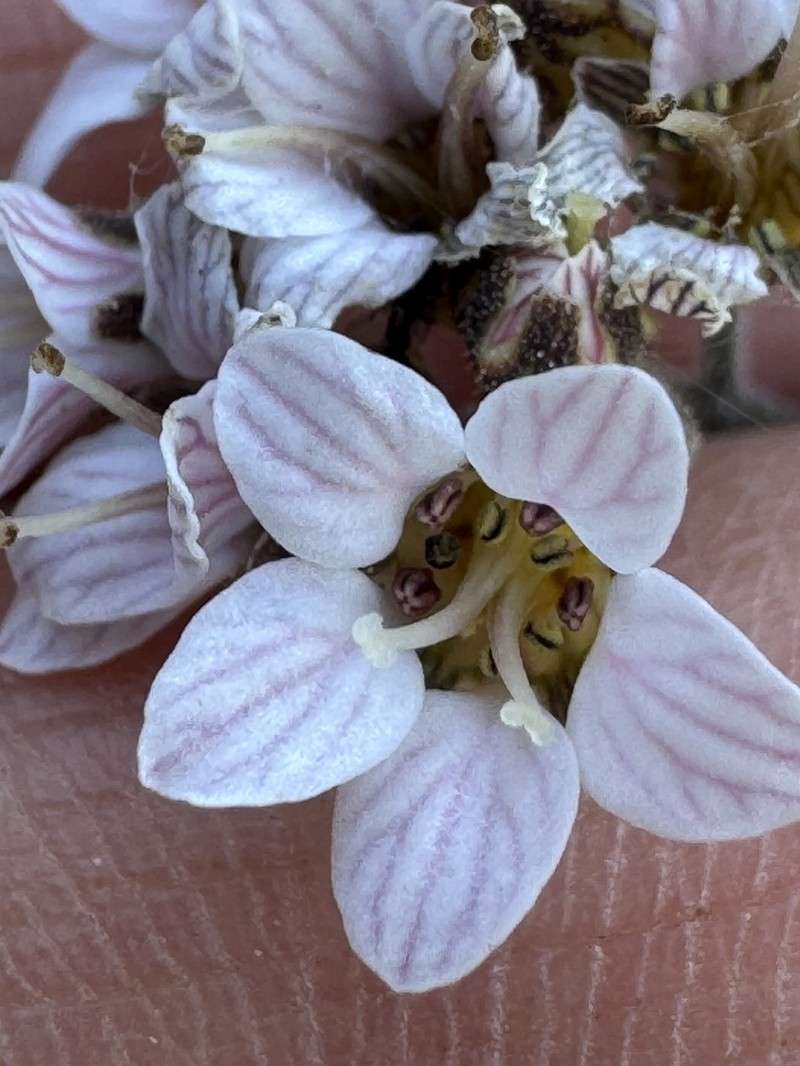 Island Jepsonia photo 2