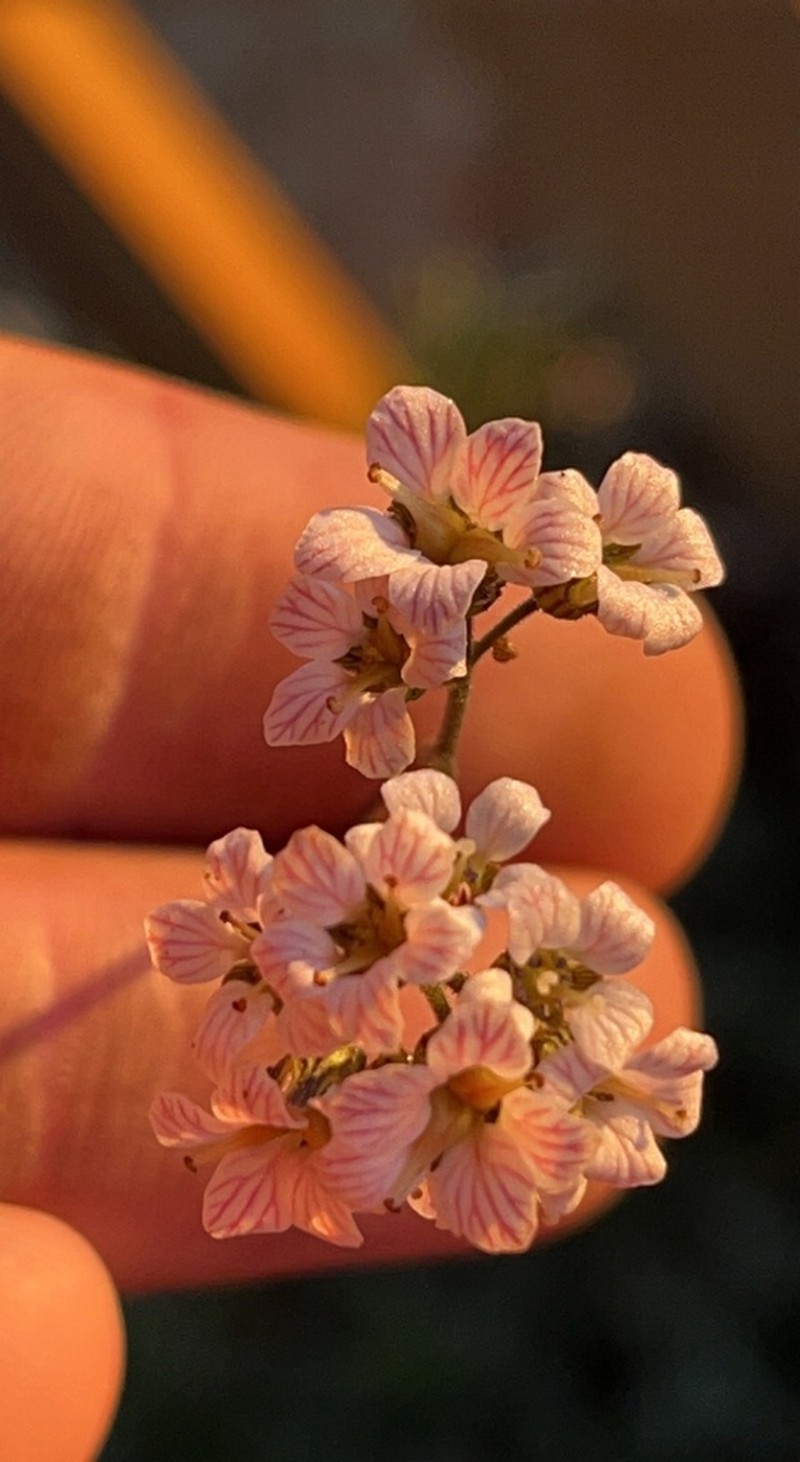 Island Jepsonia photo 3