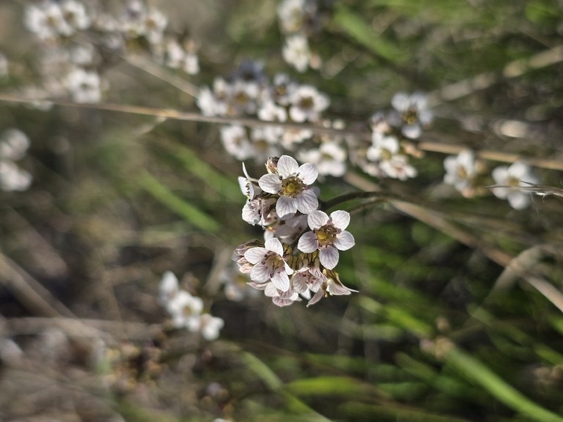 Island Jepsonia photo 4