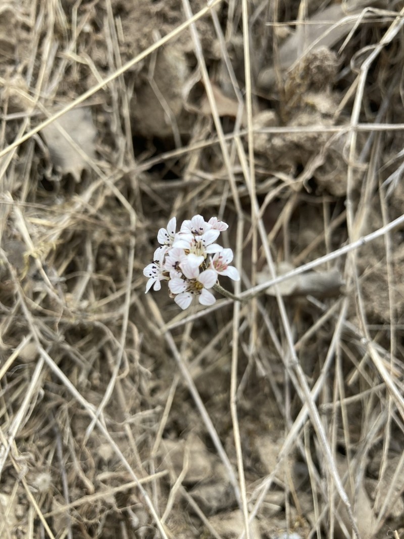 Island Jepsonia photo 6