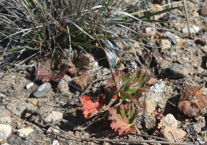 Island Jepsonia photo 7
