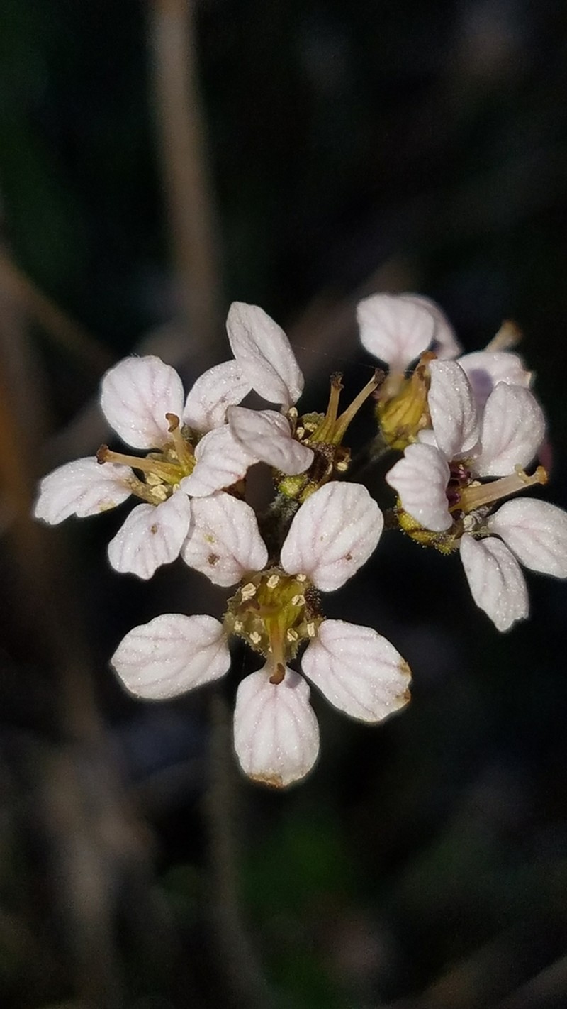 Island Jepsonia photo 8