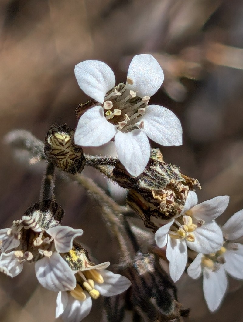 Parry's Jepsonia photo 2