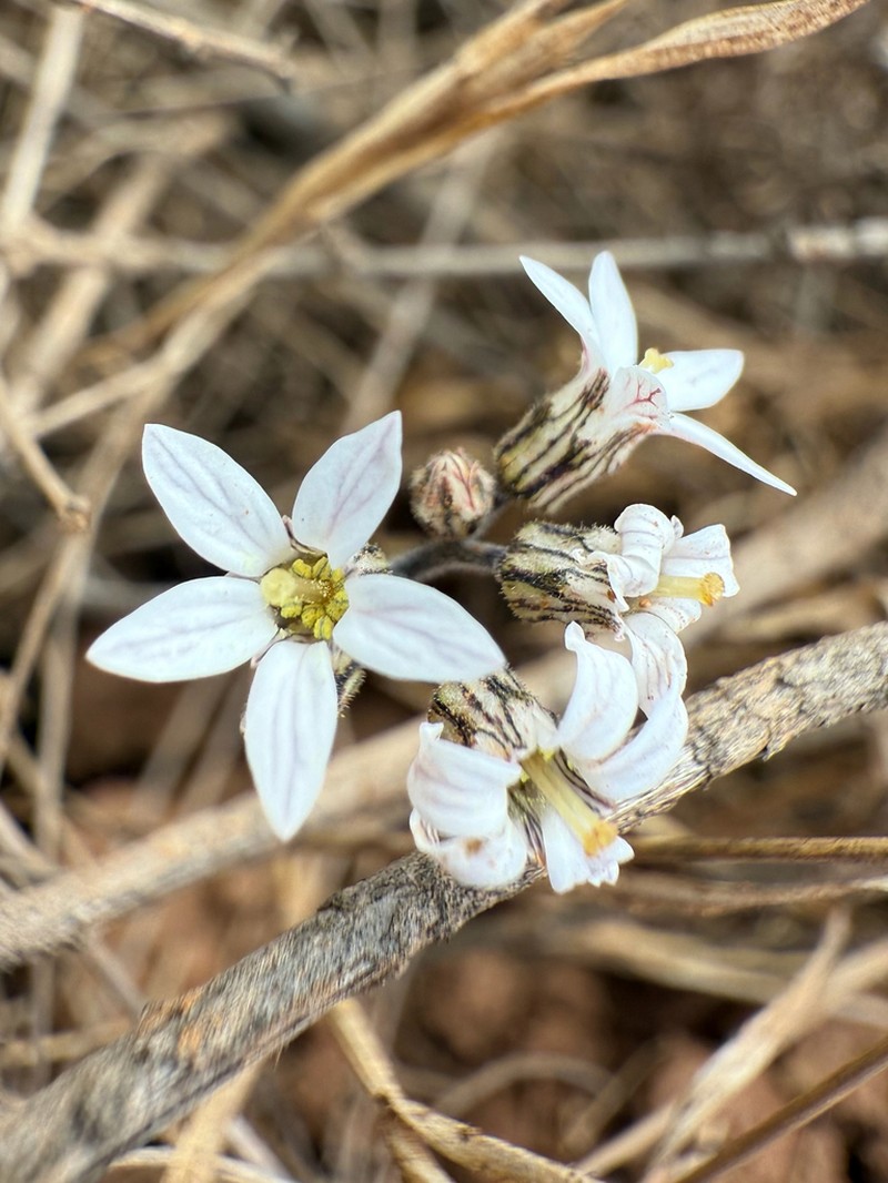 Parry's Jepsonia photo 3