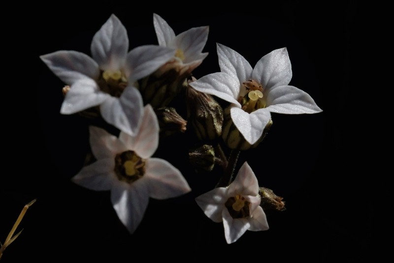 Parry's Jepsonia photo 4