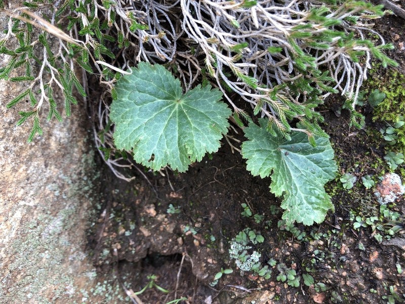 Parry's Jepsonia photo 5