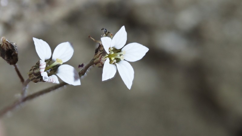 Parry's Jepsonia photo 6