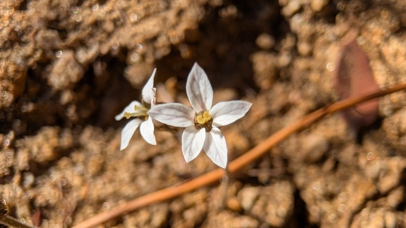 Parry's Jepsonia photo 7