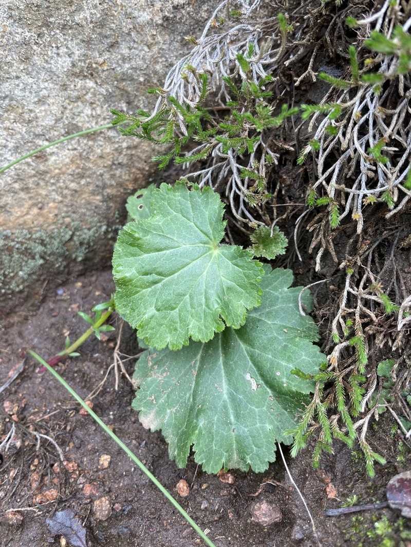 Parry's Jepsonia photo 8