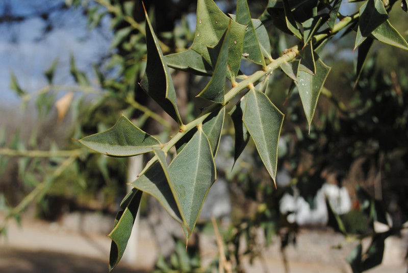 Jodina rhombifolia